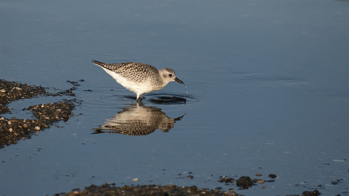 Grey Plover