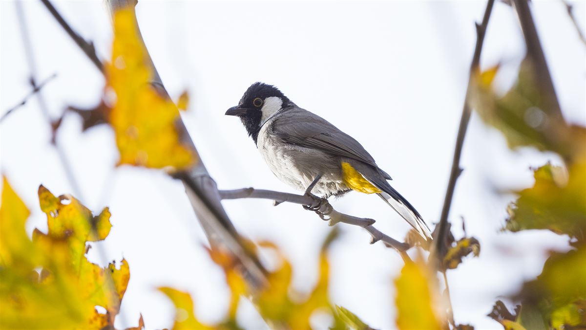 White-eared Bulbul
