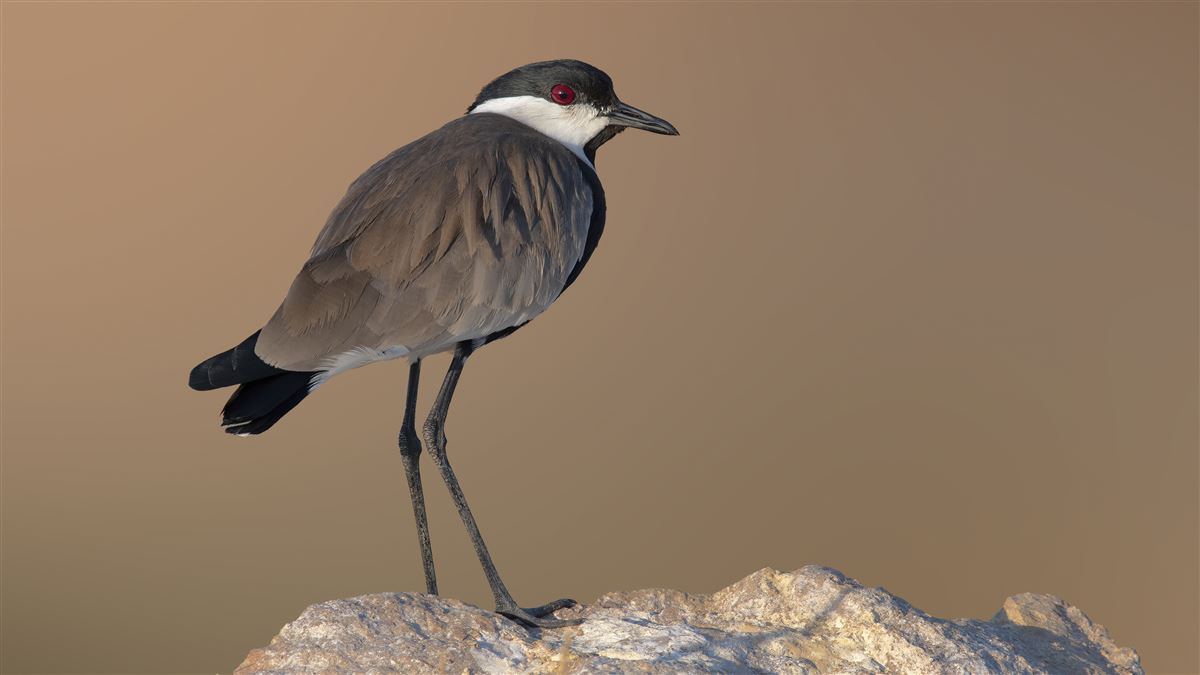 Spur-winged Lapwing