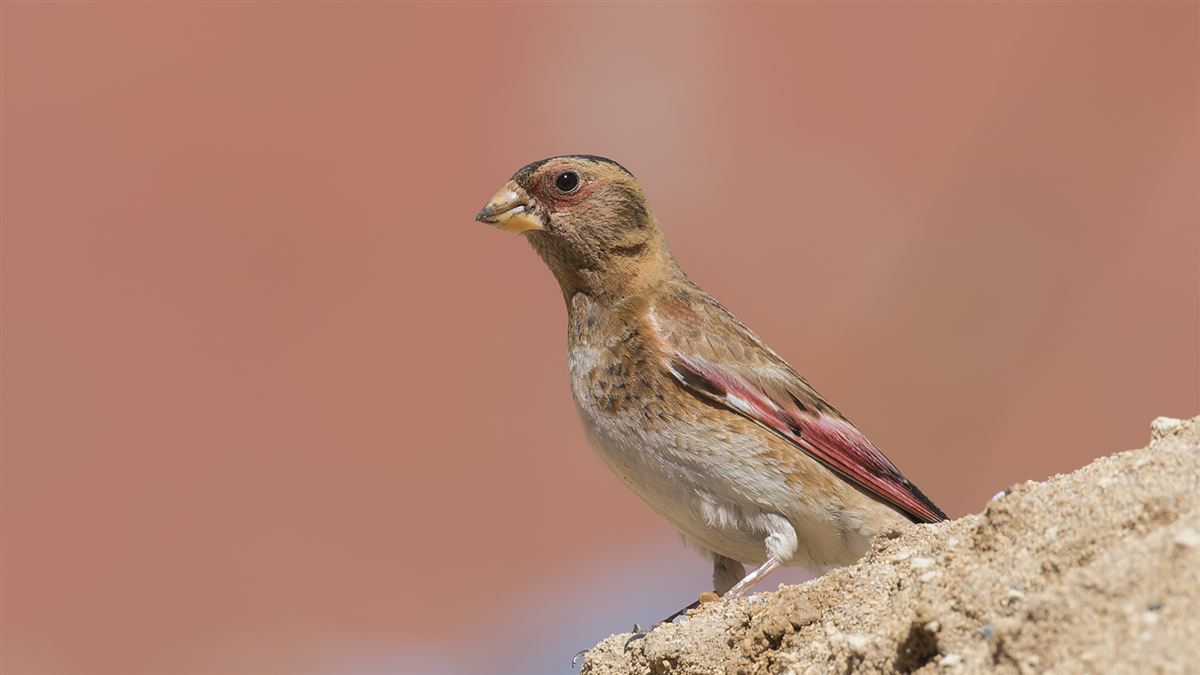 Crimson-winged Finch