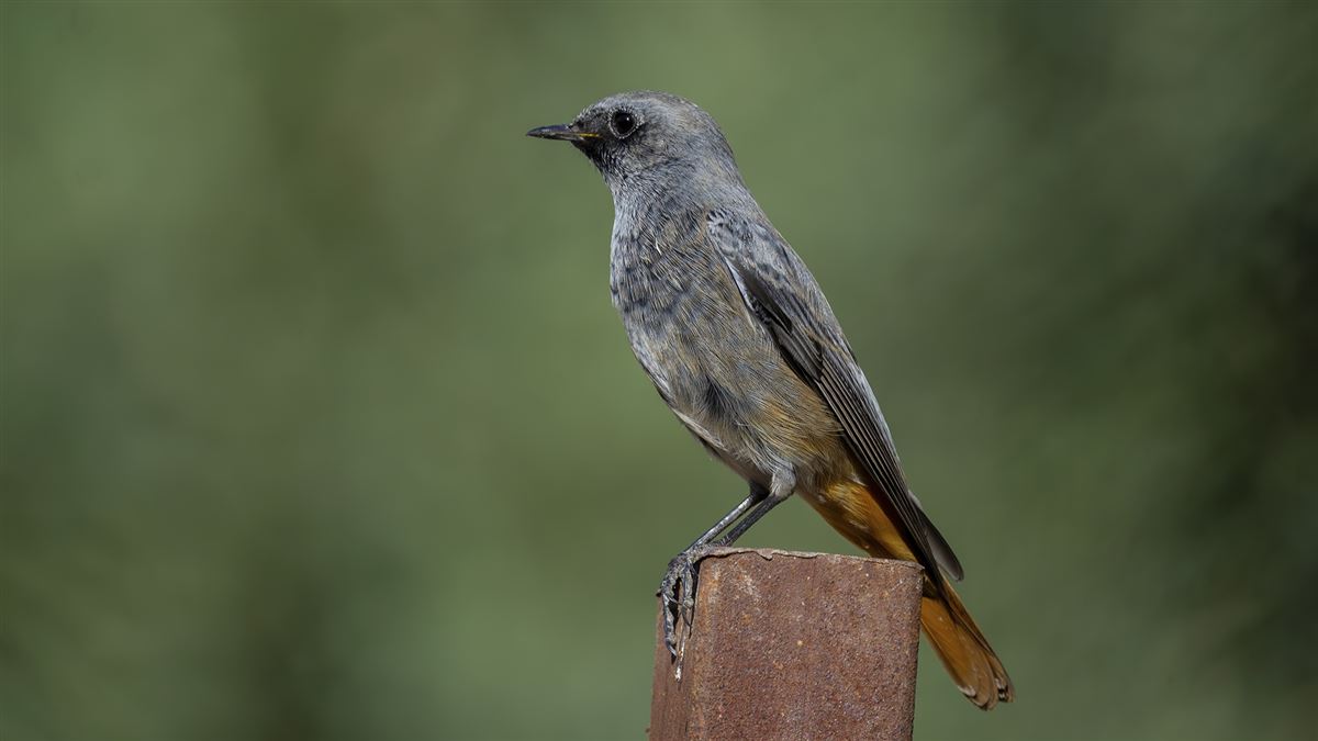 Black Redstart