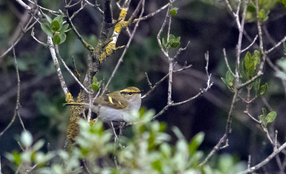 Pallas`s Leaf Warbler