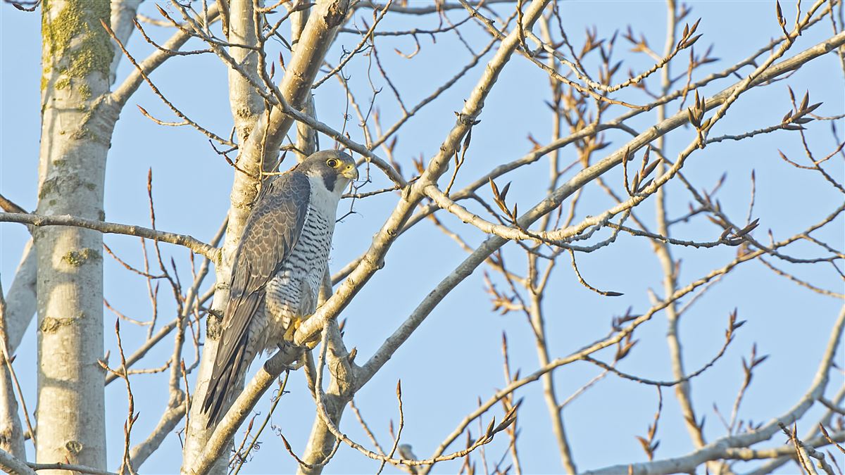 Peregrine Falcon