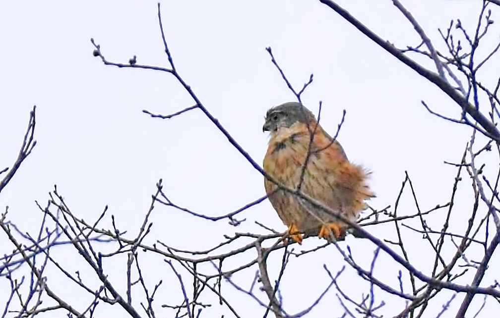 Merlin