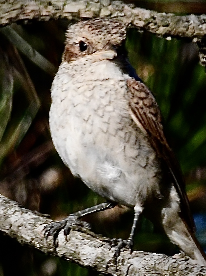 Red-backed Shrike