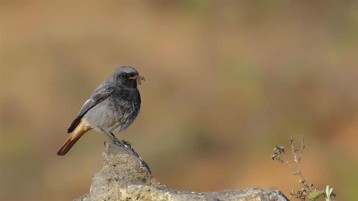 Black Redstart
