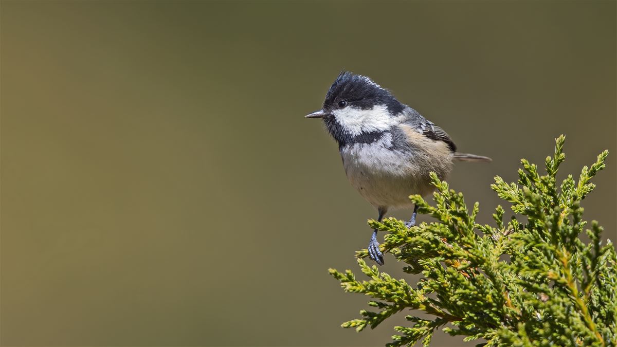 Coal Tit