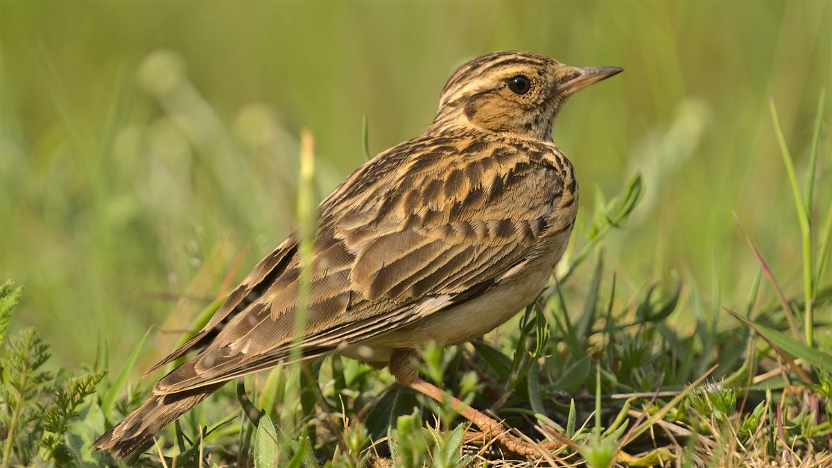 Woodlark