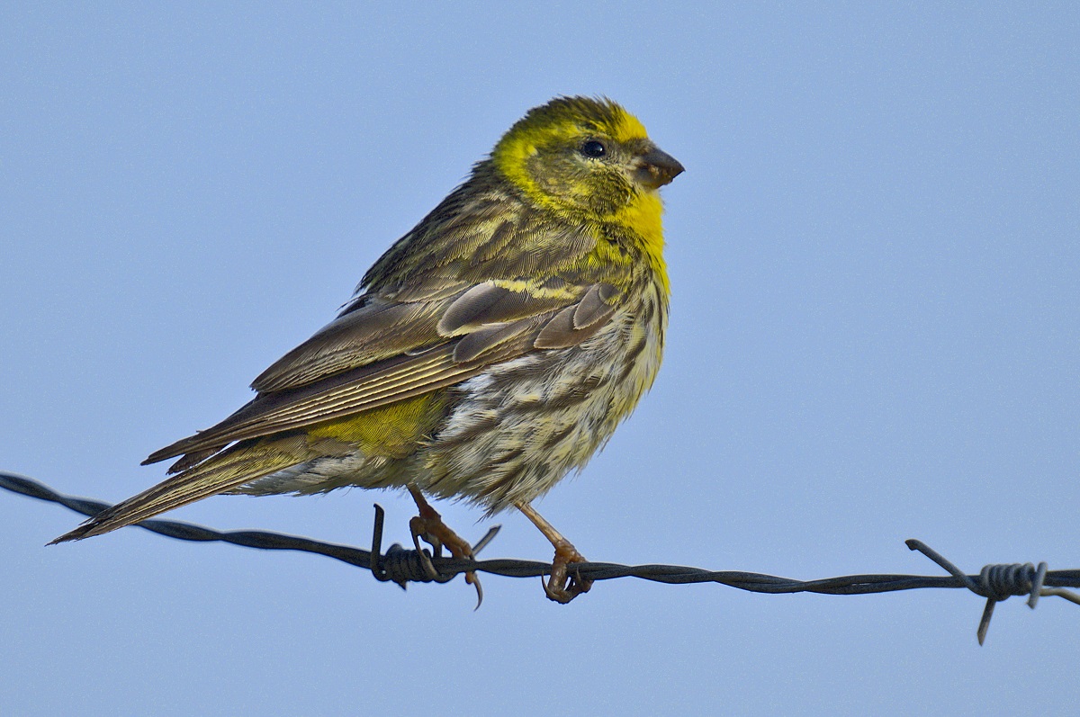 European Serin