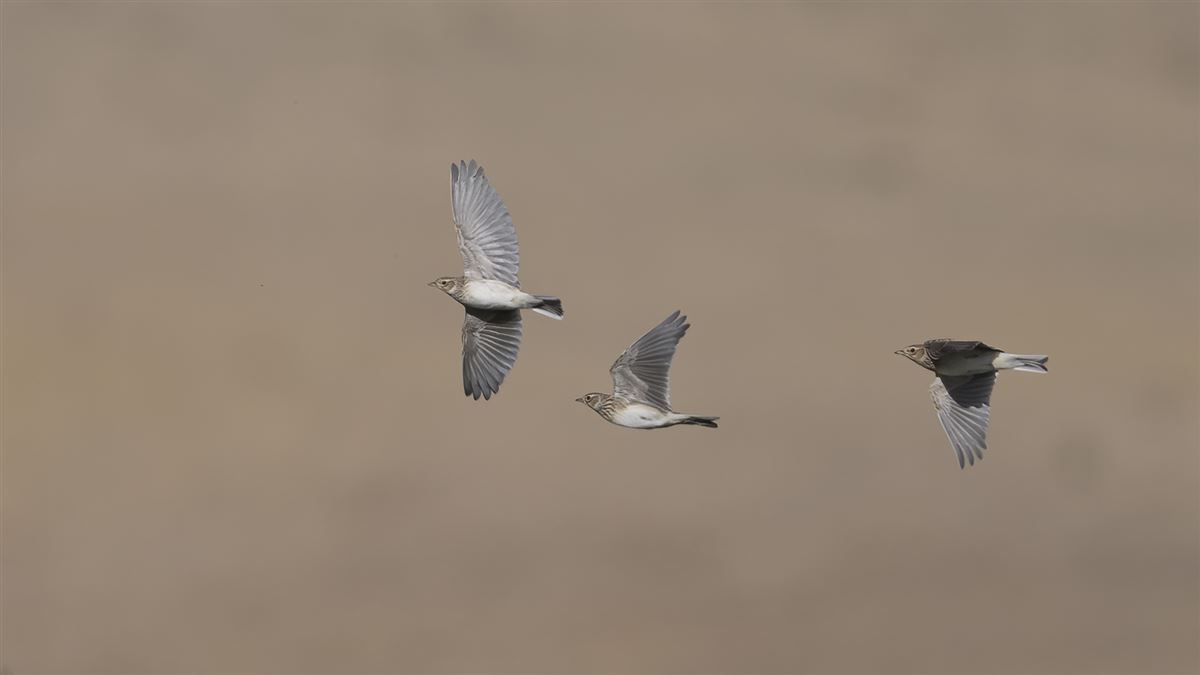 Eurasian Skylark