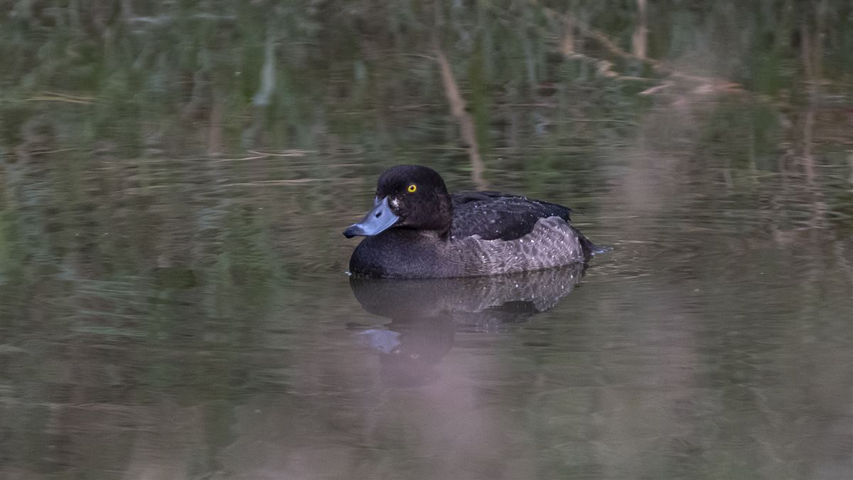 Tufted Duck