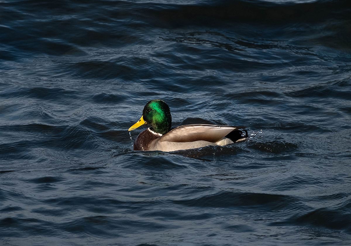Mallard