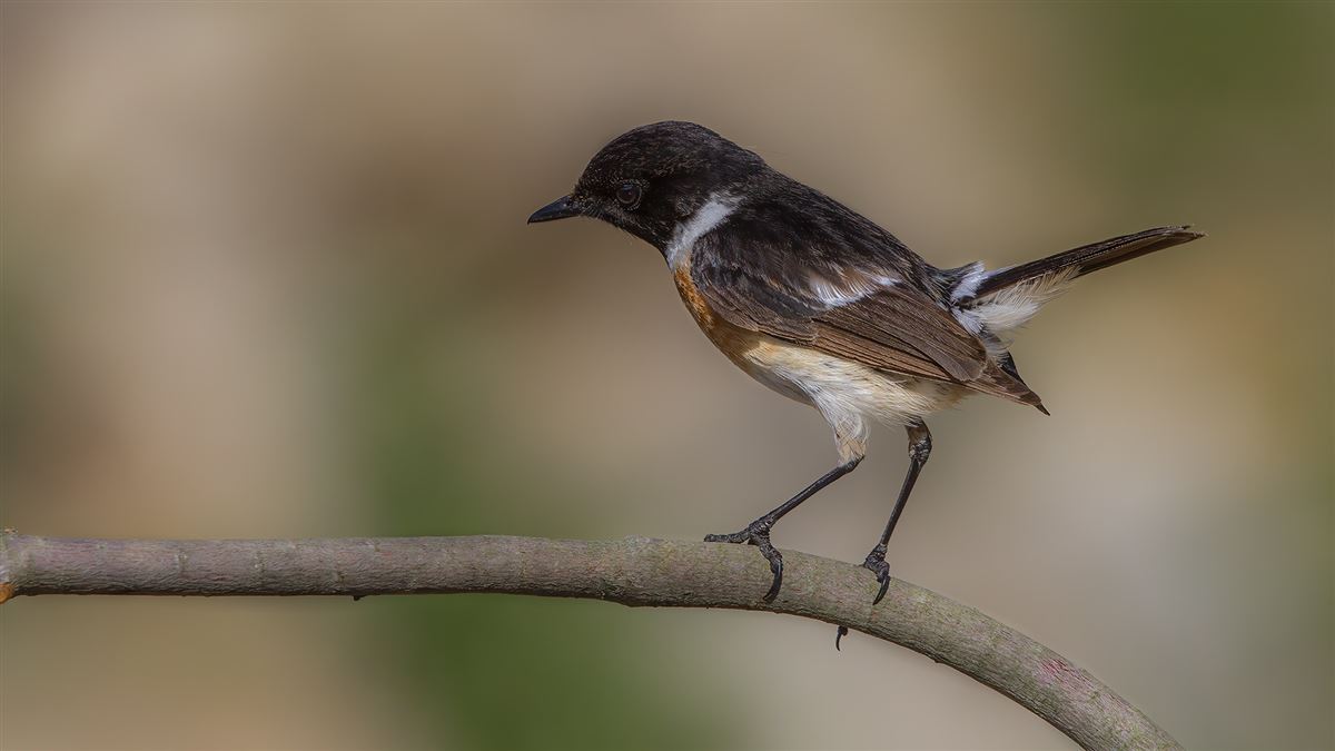 European Stonechat