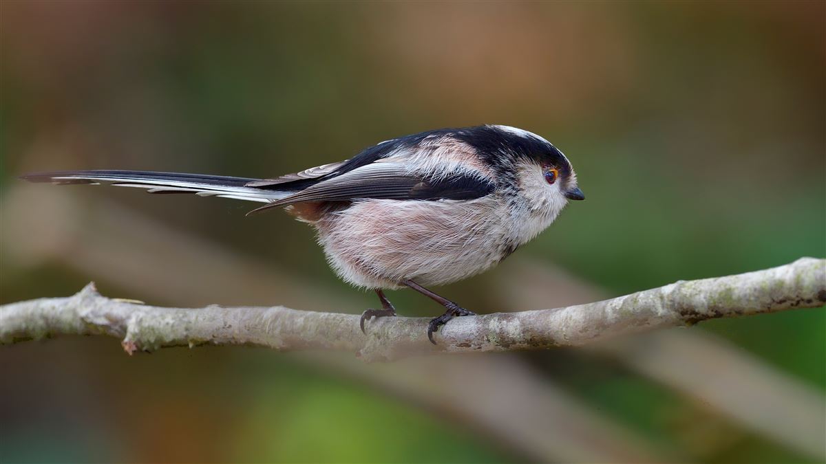 Long-tailed Tit