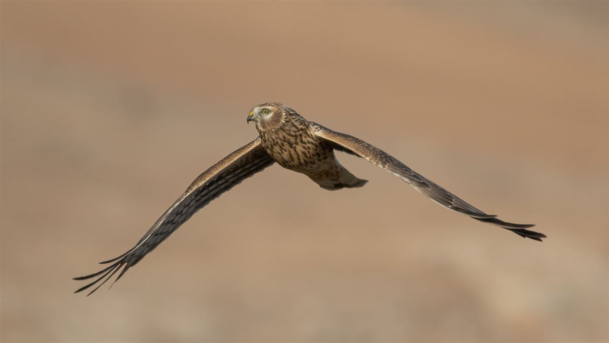 Hen Harrier