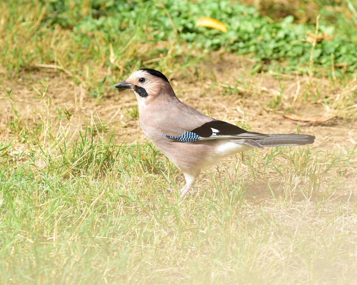 Eurasian Jay
