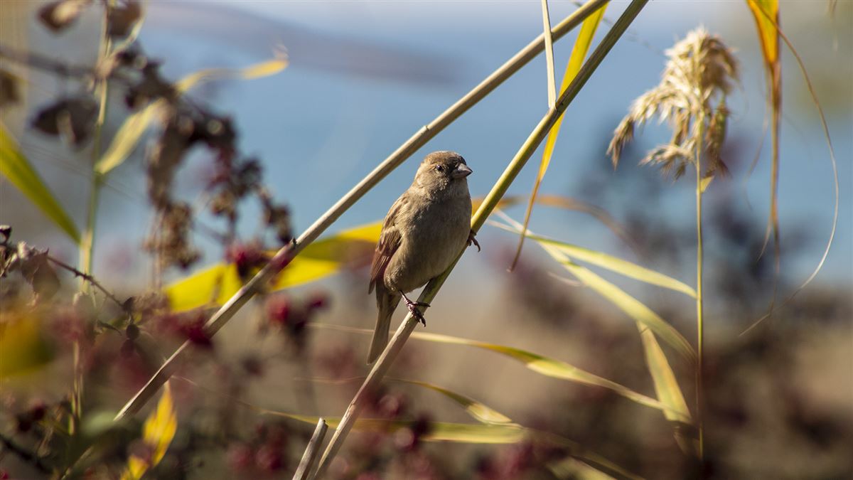 House Sparrow