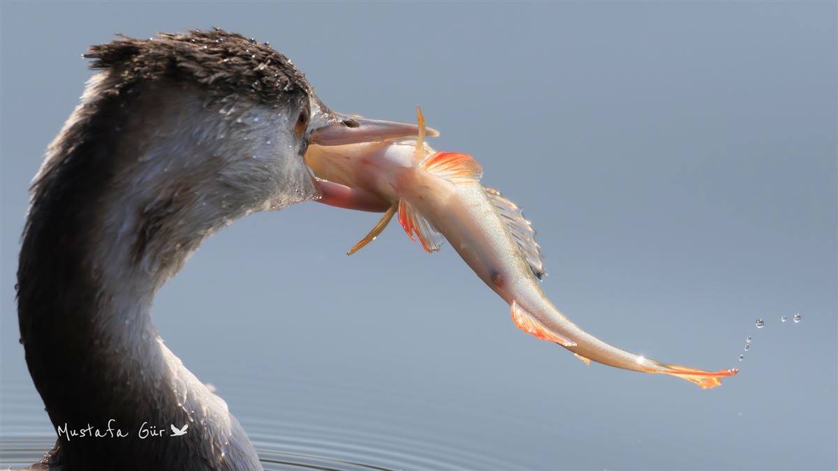 Great Crested Grebe