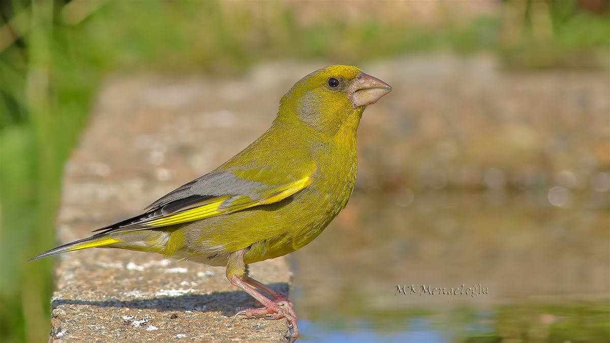 European Greenfinch