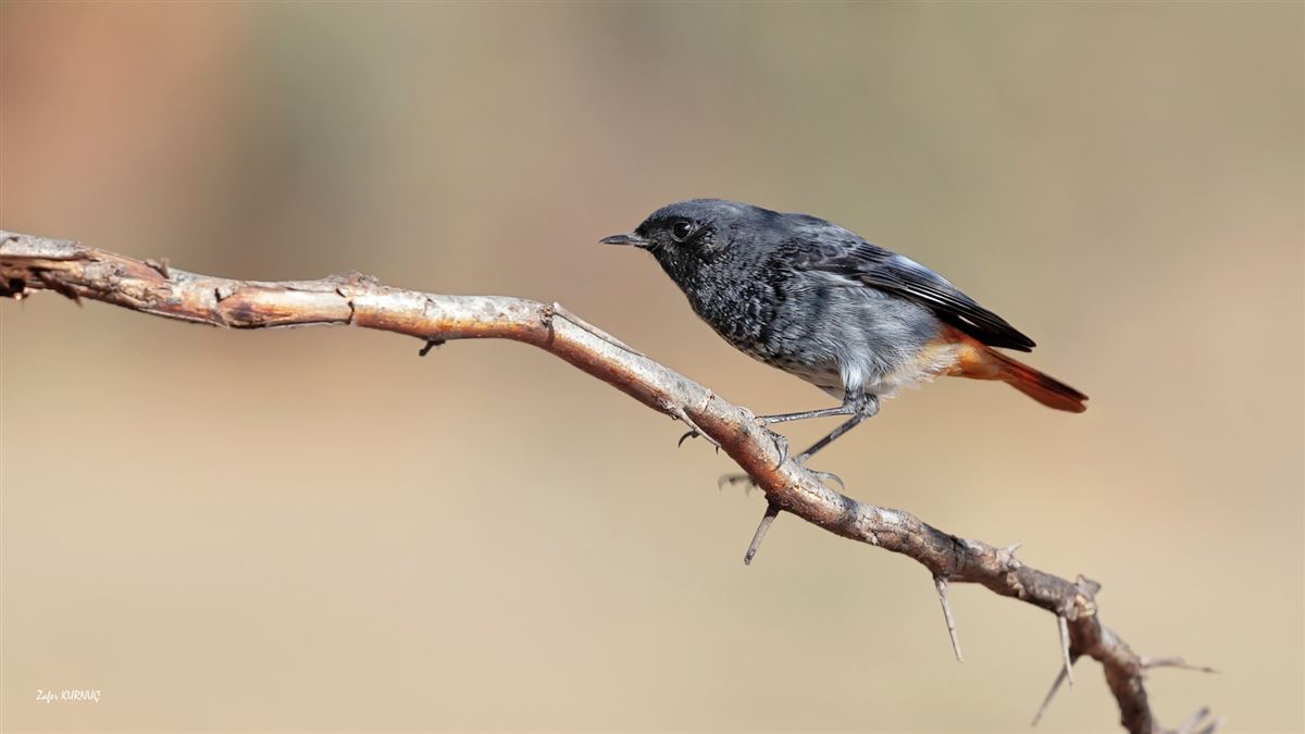 Black Redstart