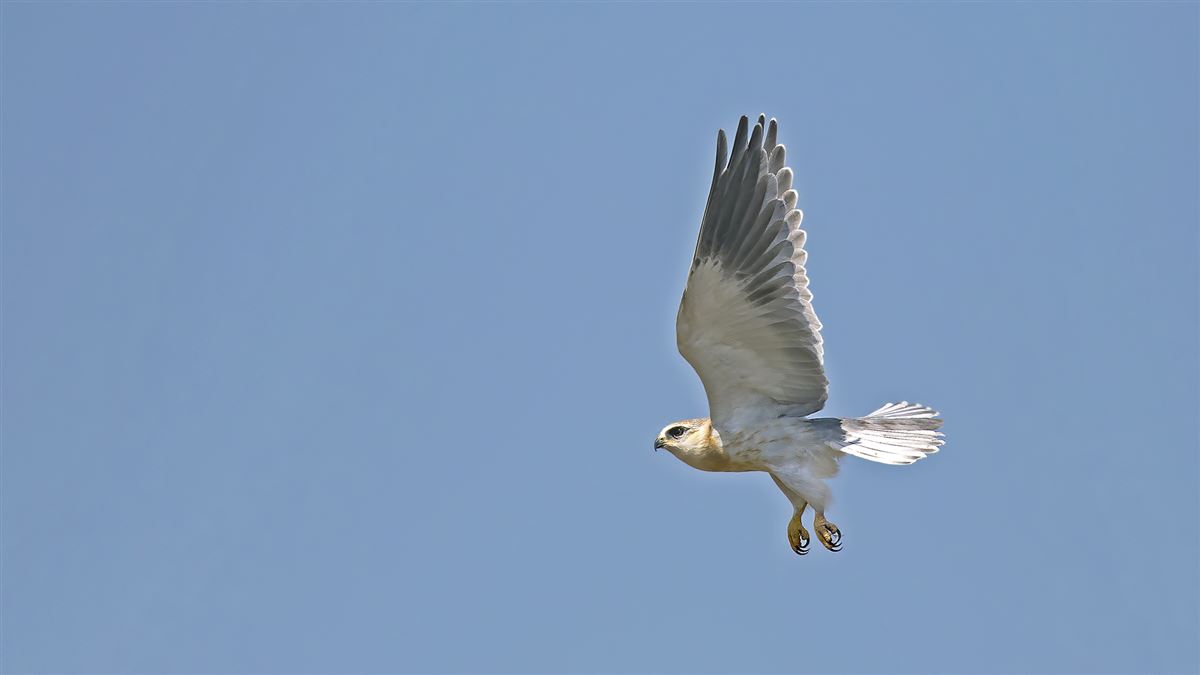 Black-winged Kite