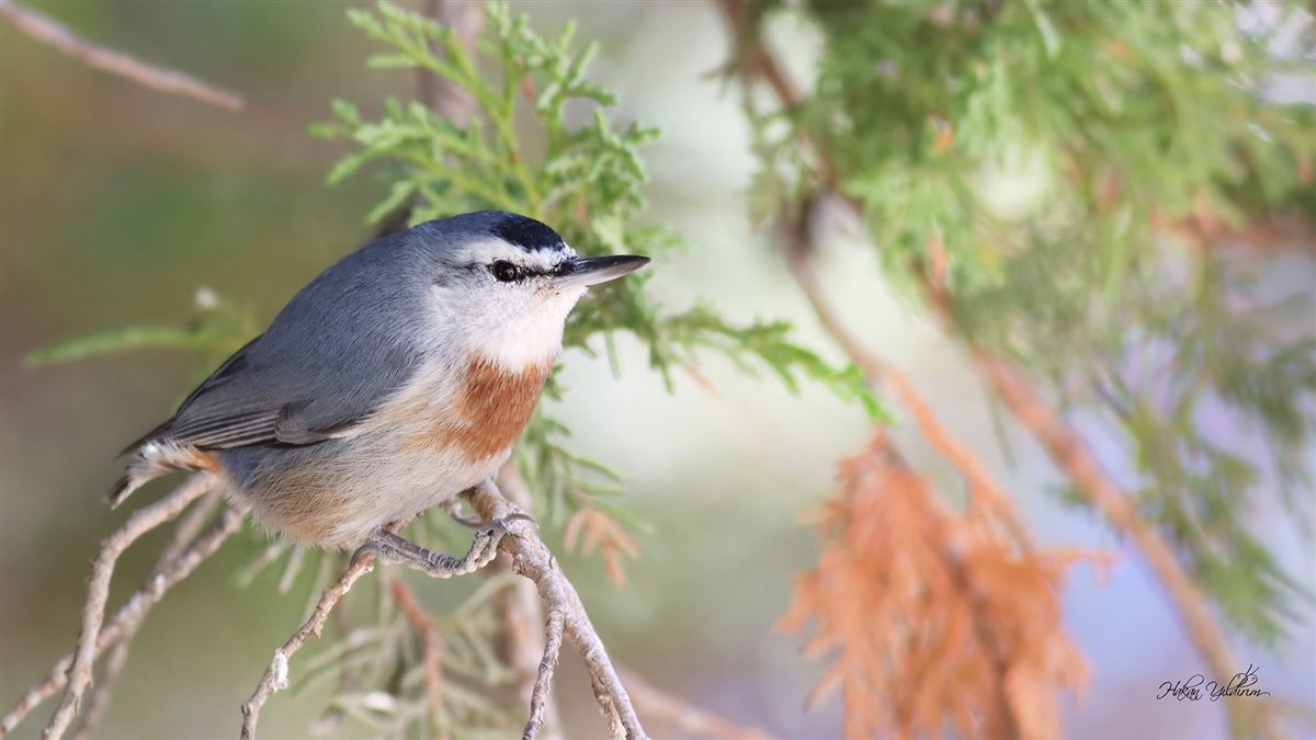 Krüper`s Nuthatch