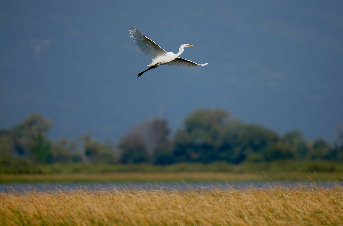 Great Egret