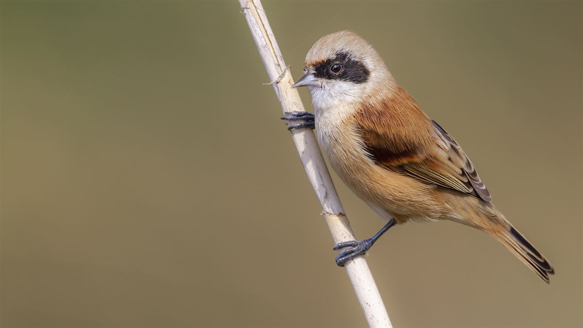Eurasian Penduline Tit