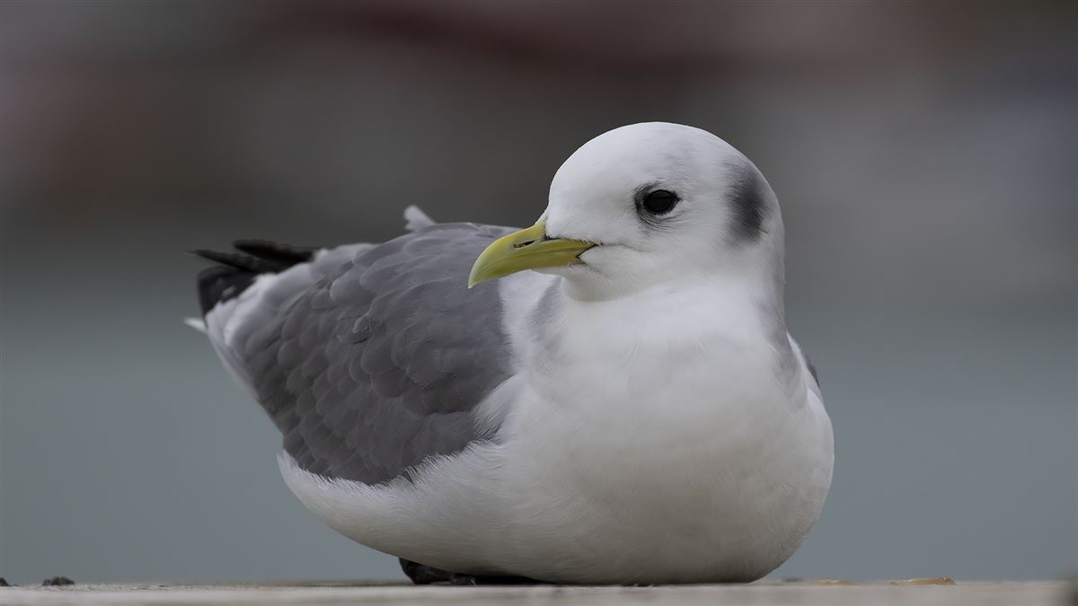Black-legged Kittiwake
