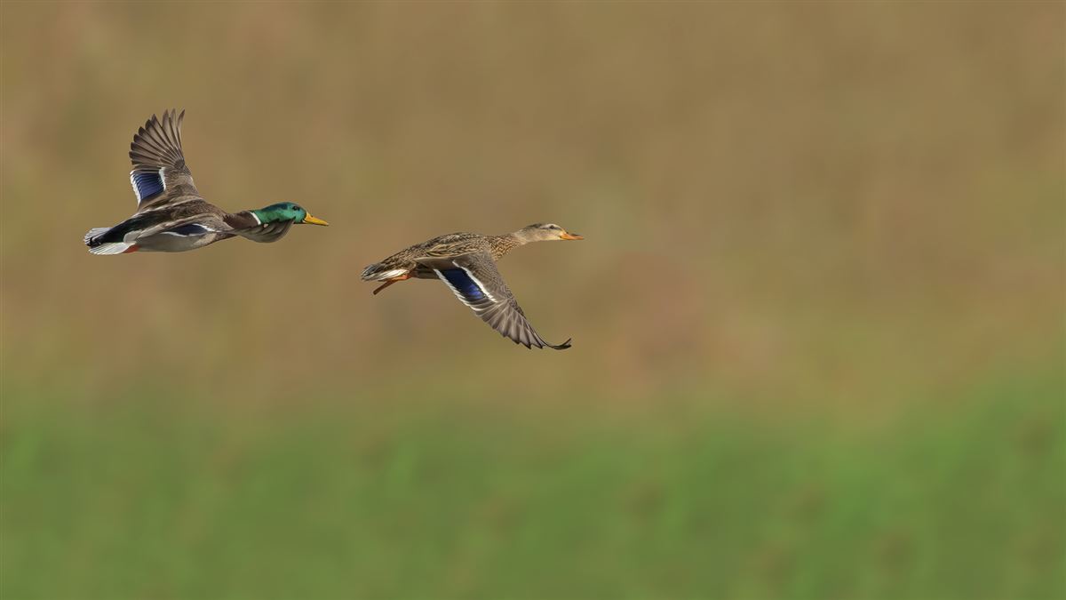 Mallard