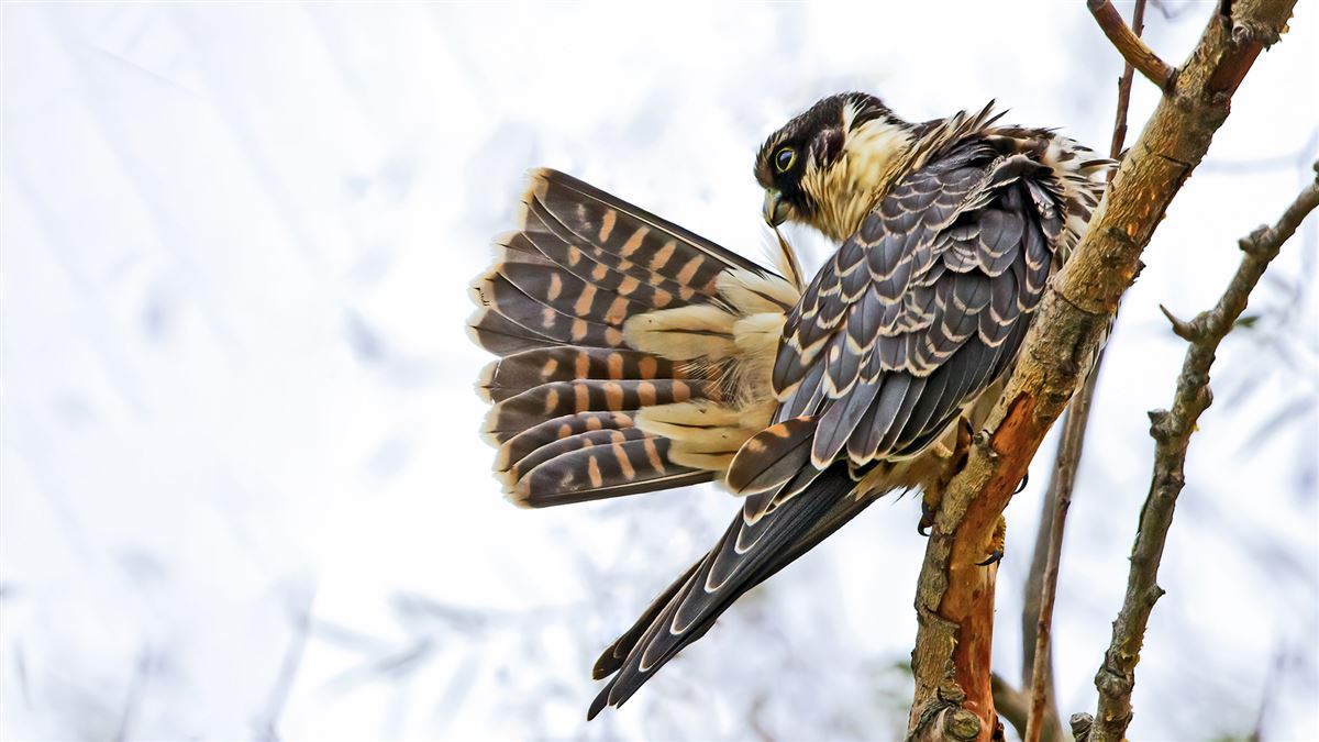 Eurasian Hobby