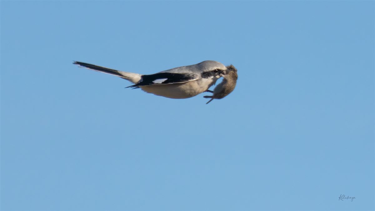 Great Grey Shrike