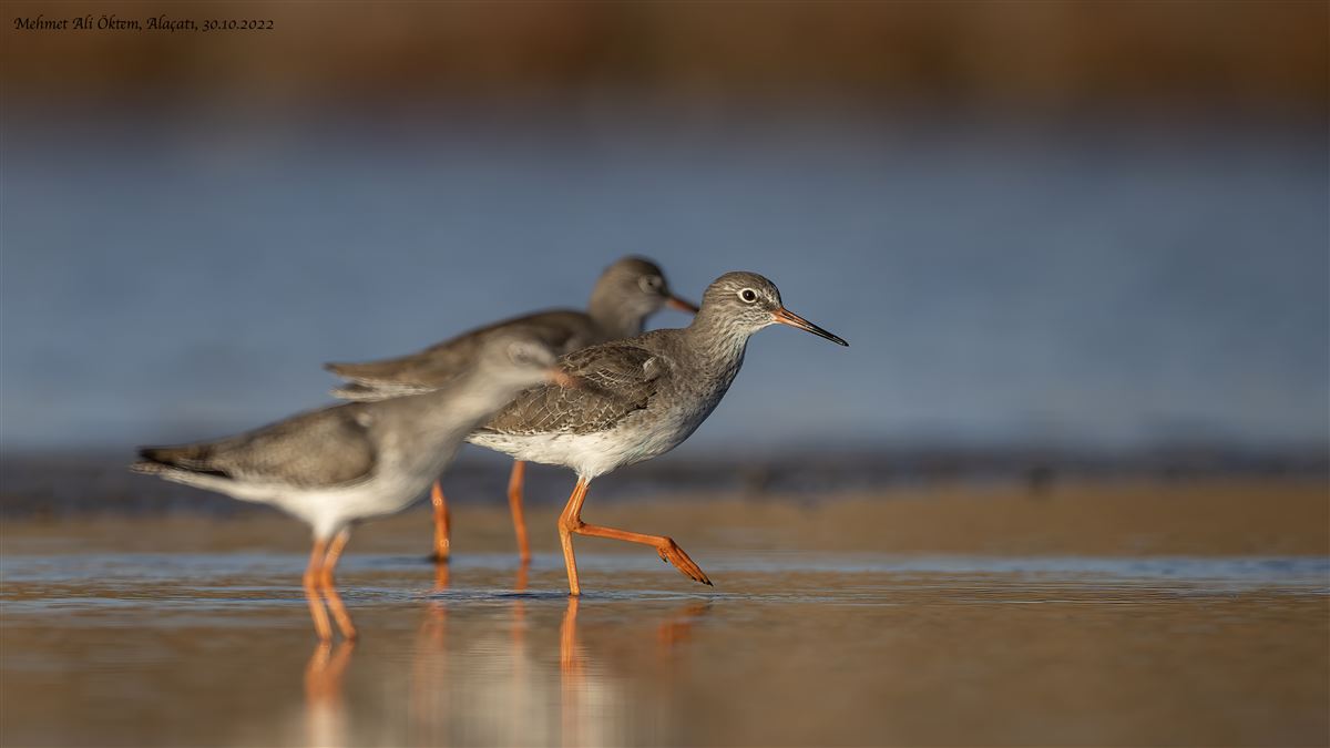 Common Redshank