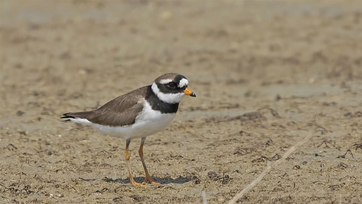 Common Ringed Plover