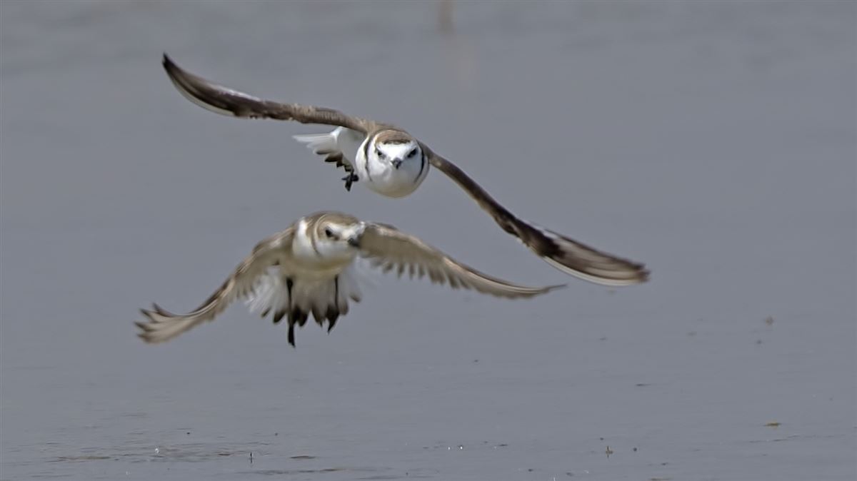 Kentish Plover