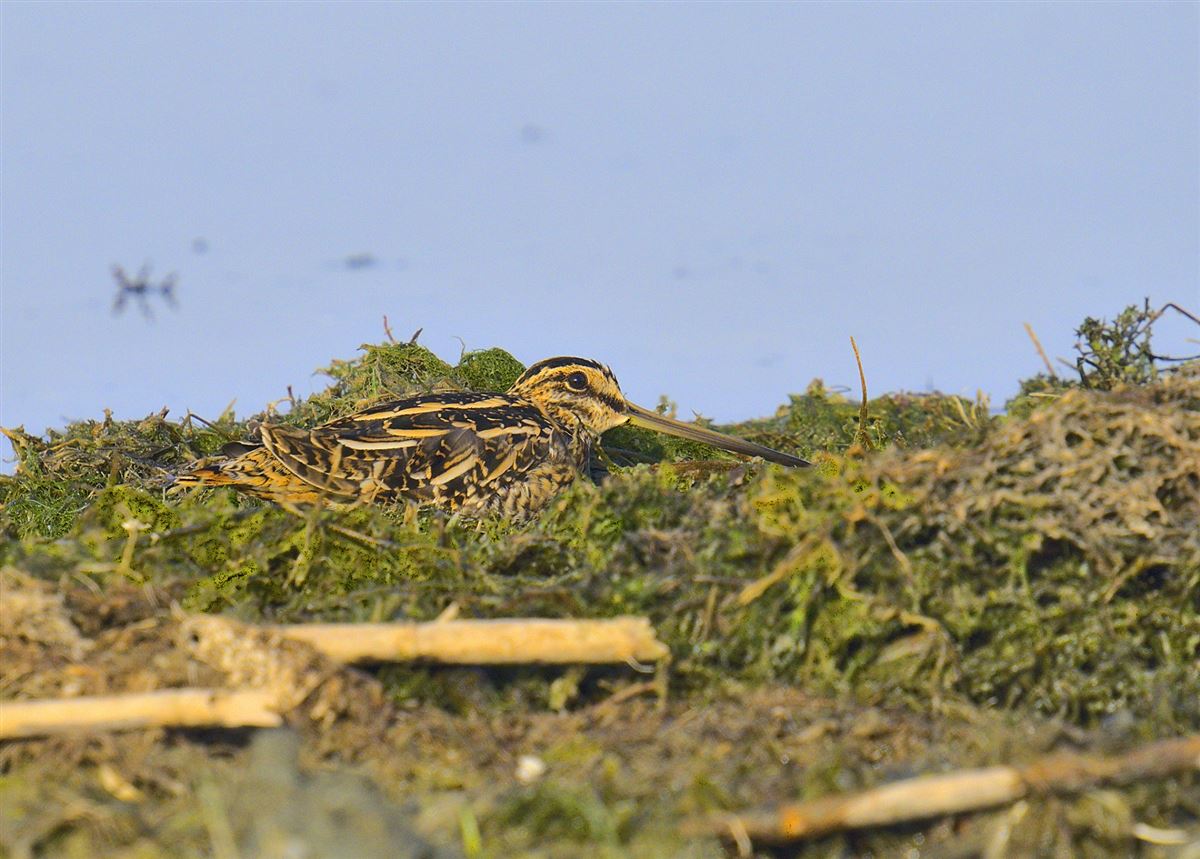 Common Snipe