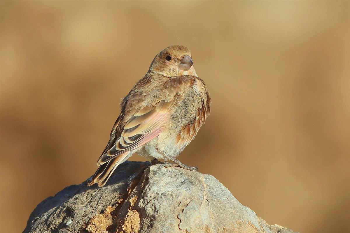 Crimson-winged Finch