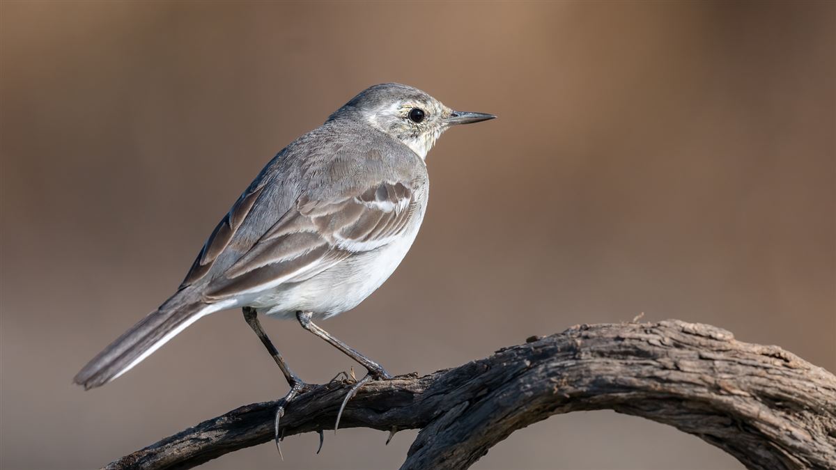Citrine Wagtail