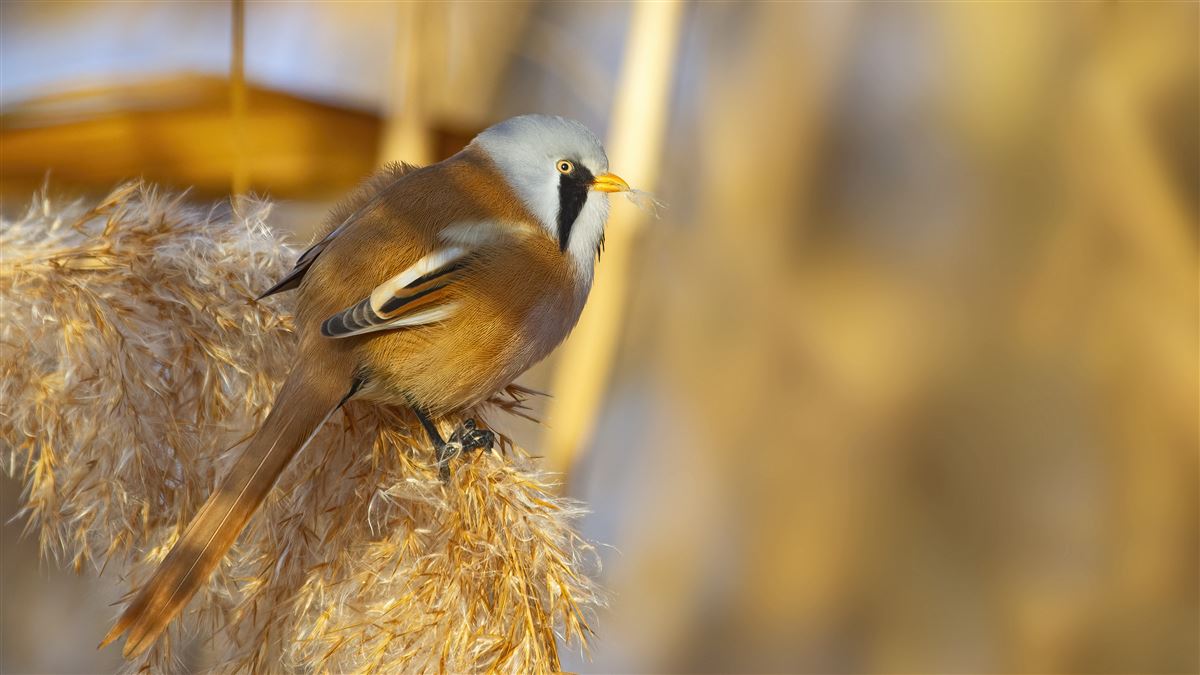 Bearded Reedling
