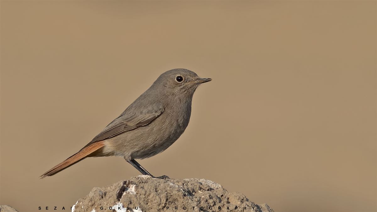 Black Redstart
