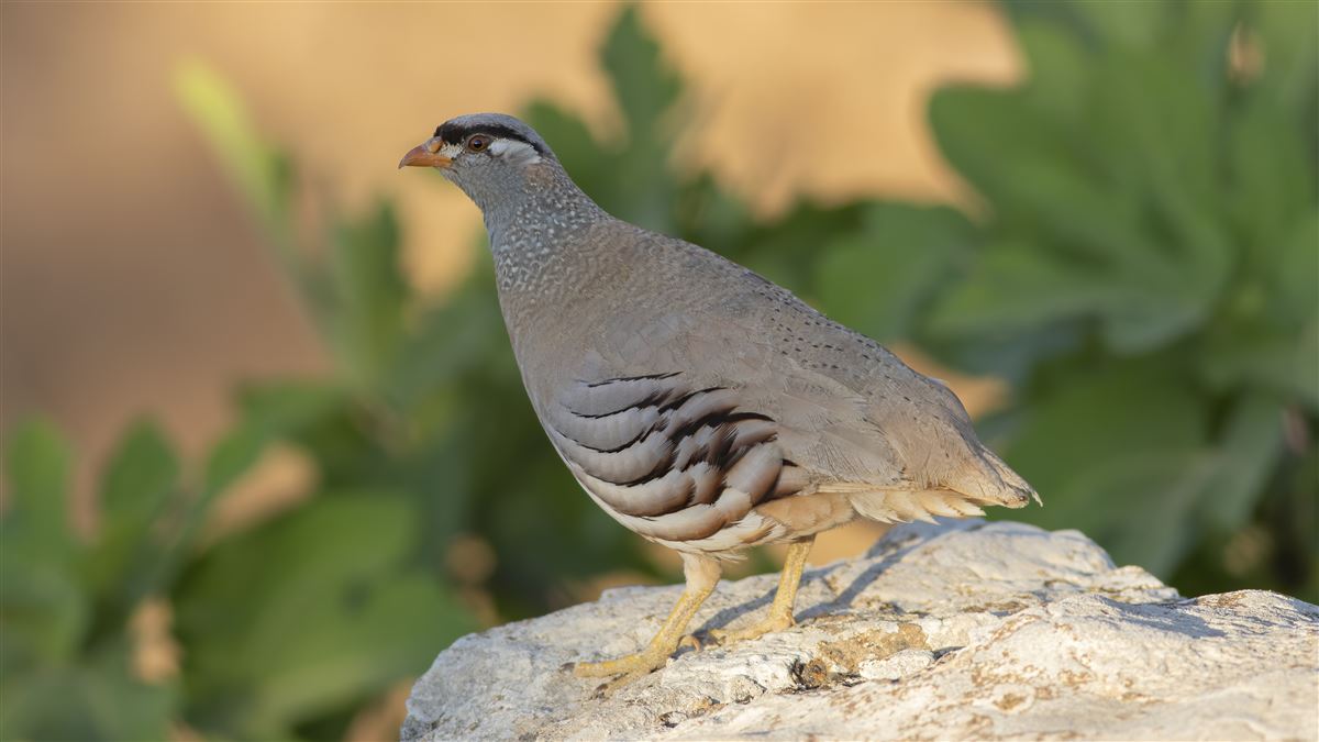 See-see Partridge