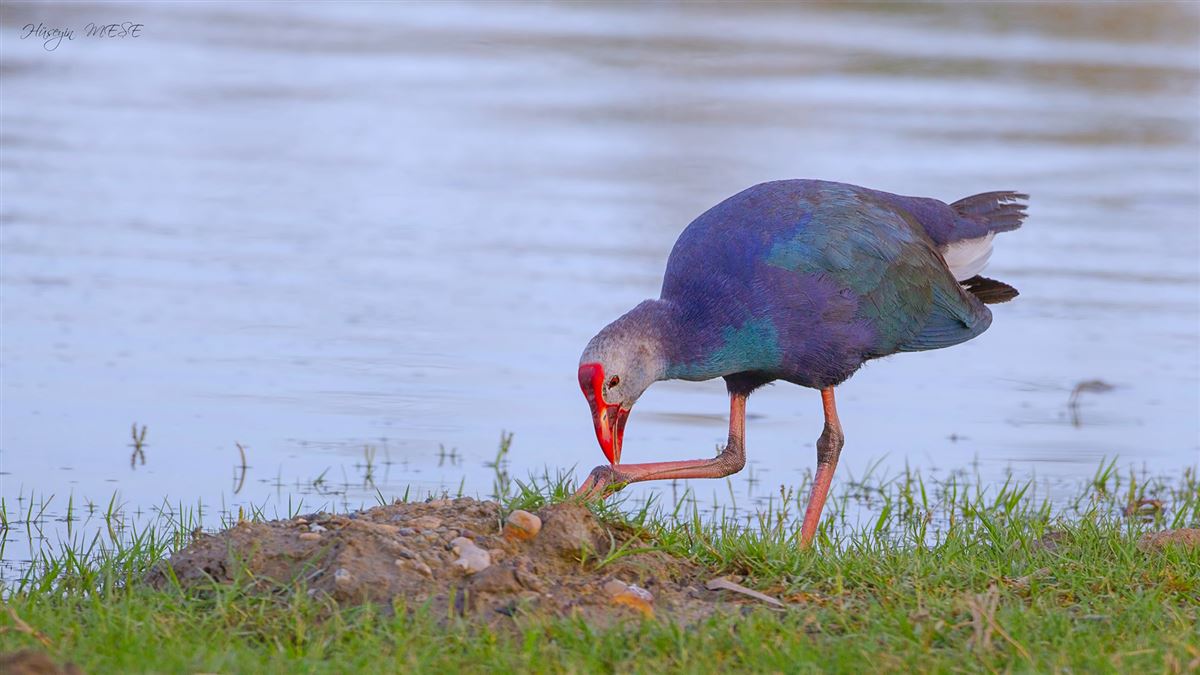 Grey-headed Swamphen