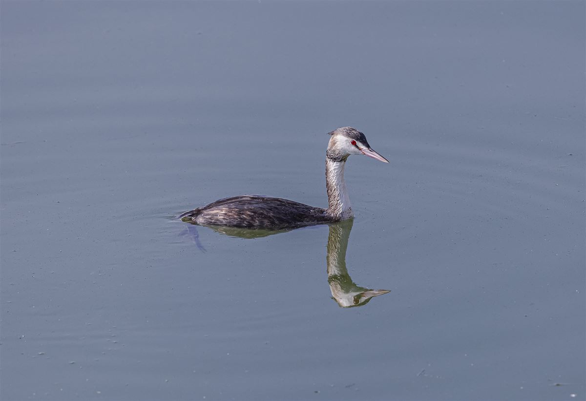 Great Crested Grebe