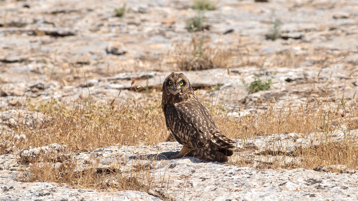 Short-eared Owl