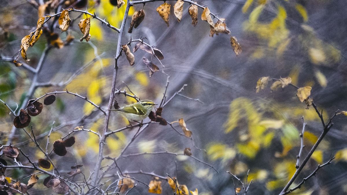 Pallas`s Leaf Warbler