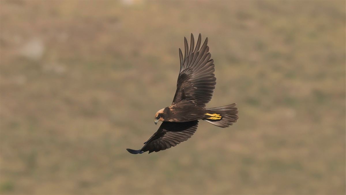 Western Marsh Harrier