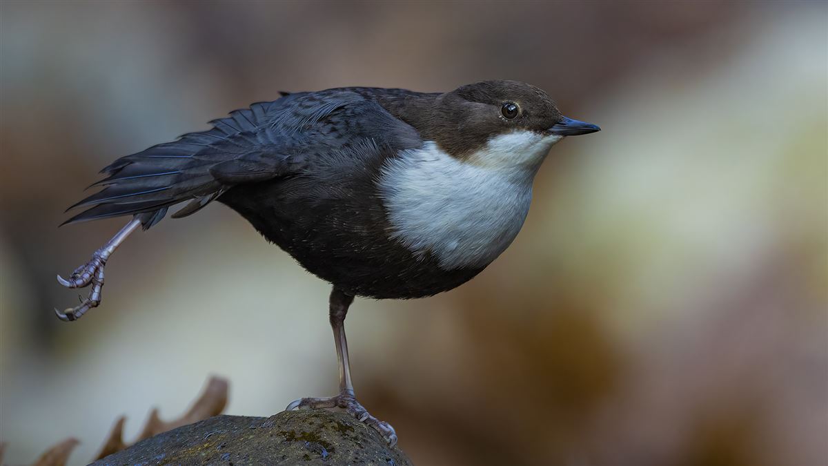 White-throated Dipper