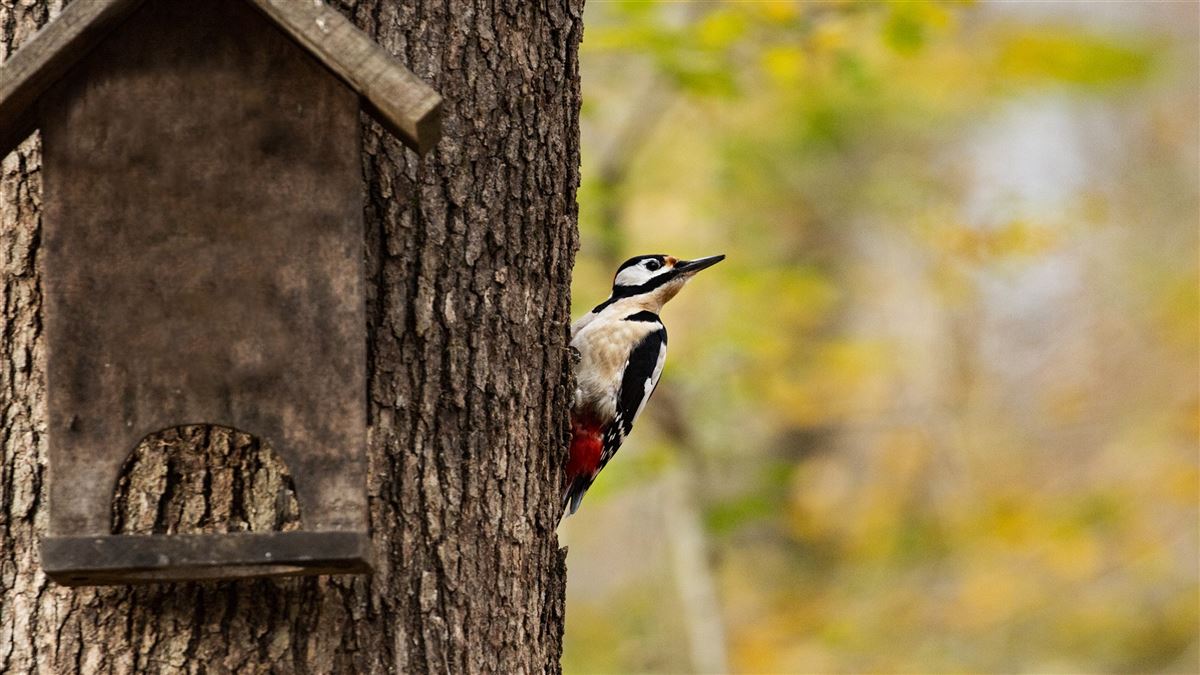 Great Spotted Woodpecker