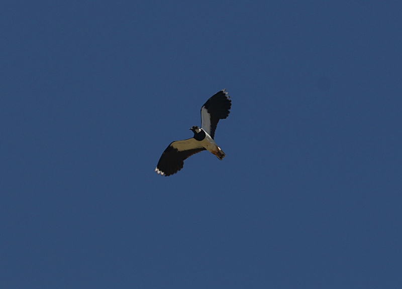 Northern Lapwing