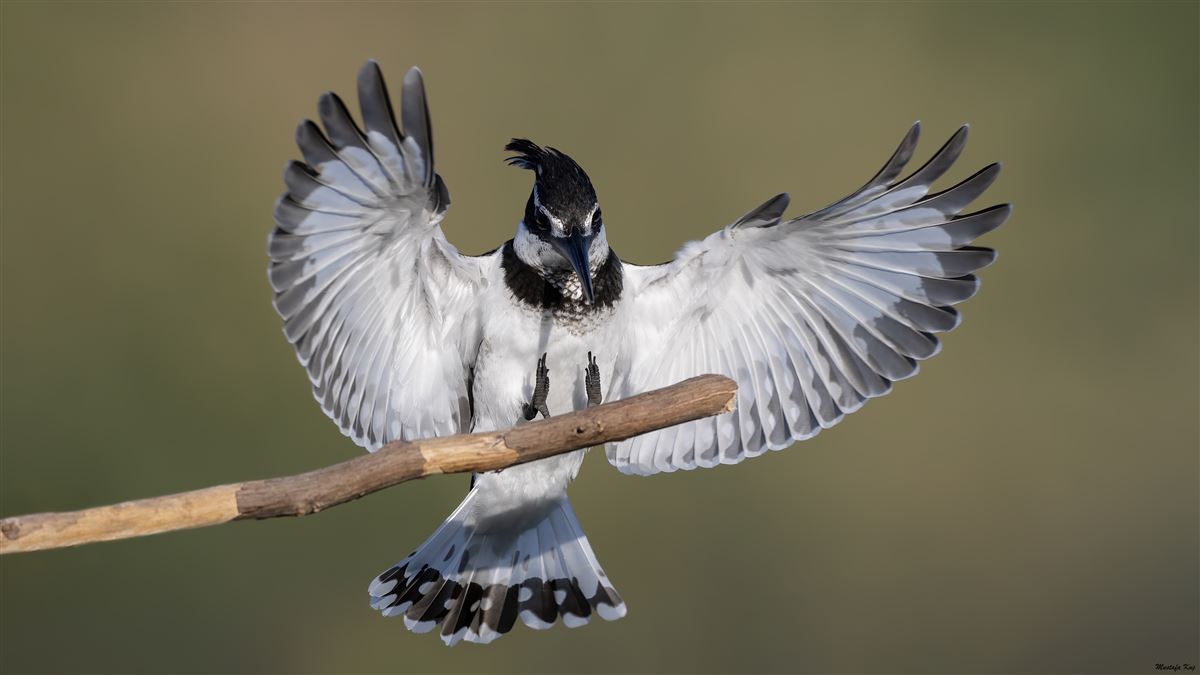 Pied Kingfisher